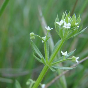 Photographie n°191207 du taxon Galium tricornutum Dandy [1957]