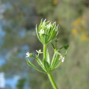 Photographie n°191220 du taxon Galium tricornutum Dandy [1957]