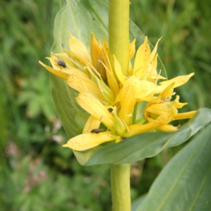 Photographie n°191243 du taxon Gentiana lutea subsp. lutea