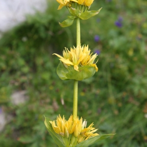 Photographie n°191244 du taxon Gentiana lutea subsp. lutea