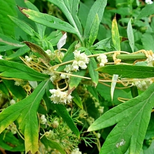 Photographie n°191247 du taxon Cuscuta campestris Yunck. [1932]