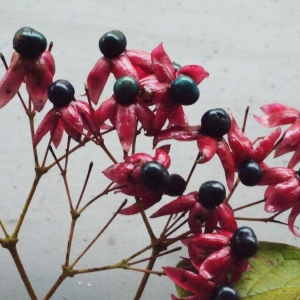 Photographie n°191329 du taxon Clerodendron trichotomum Thunb.