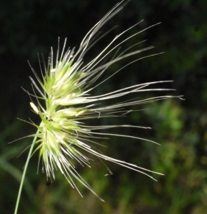 Liliane Roubaudi, le  4 mai 2013 (Rhodes- Grèce)