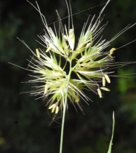 Liliane Roubaudi, le  4 mai 2013 (Rhodes- Grèce)