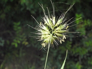 Liliane Roubaudi, le  4 mai 2013 (Rhodes- Grèce)