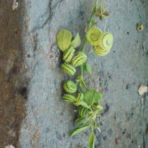 Photographie n°191363 du taxon Medicago rugosa Desr. [1792]