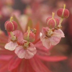 Photographie n°191386 du taxon Euphorbia dendroides L. [1753]