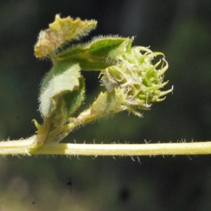 Photographie n°191396 du taxon Medicago truncatula Gaertn. [1791]