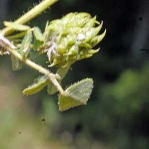 Photographie n°191397 du taxon Medicago truncatula Gaertn. [1791]