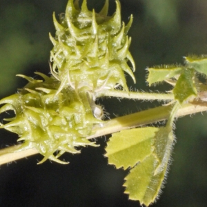 Photographie n°191398 du taxon Medicago truncatula Gaertn. [1791]