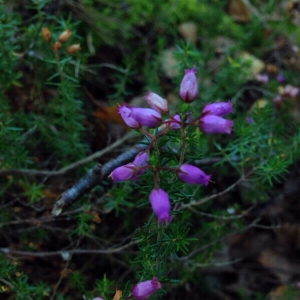 Photographie n°191422 du taxon Erica cinerea L. [1753]