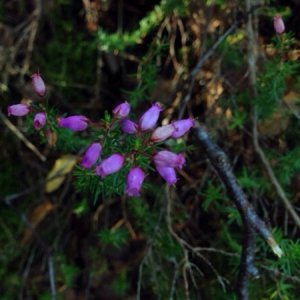 Photographie n°191424 du taxon Erica cinerea L. [1753]