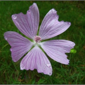 Photographie n°191427 du taxon Malva moschata L. [1753]