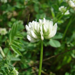 Photographie n°191433 du taxon Trifolium nigrescens Viv.