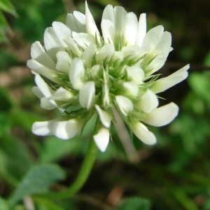 Photographie n°191434 du taxon Trifolium nigrescens Viv.