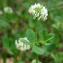  Paul Fabre - Trifolium nigrescens Viv.