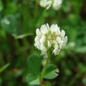 Photographie n°191436 du taxon Trifolium nigrescens Viv.