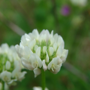 Photographie n°191437 du taxon Trifolium nigrescens Viv.