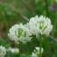  Paul Fabre - Trifolium nigrescens Viv.