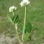  Paul Fabre - Trifolium nigrescens Viv.