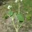  Paul Fabre - Trifolium nigrescens Viv.