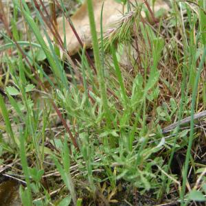 Photographie n°191444 du taxon Ranunculus paludosus Poir. [1789]