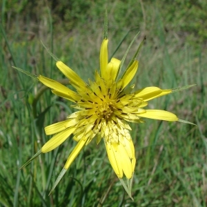 Photographie n°191446 du taxon Tragopogon dubius Scop. [1772]