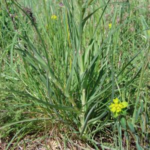 Photographie n°191449 du taxon Tragopogon dubius Scop. [1772]