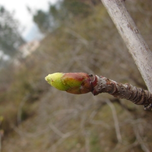 Photographie n°191472 du taxon Sorbus domestica L. [1753]