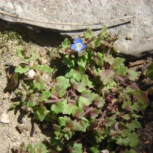 Photographie n°191473 du taxon Veronica polita Fr. [1819]