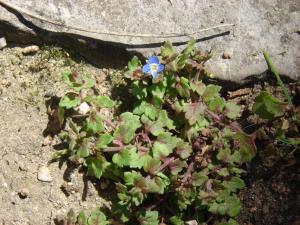 Paul Fabre, le 13 avril 2013 (Montpellier (Aigua))