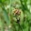  Paul Fabre - Carex divisa subsp. chaetophylla (Steud.) Nyman [1882]