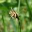  Paul Fabre - Carex divisa subsp. chaetophylla (Steud.) Nyman [1882]