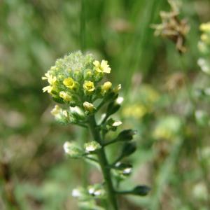 Photographie n°191487 du taxon Alyssum alyssoides (L.) L. [1759]