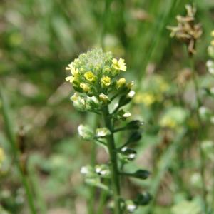 Photographie n°191488 du taxon Alyssum alyssoides (L.) L. [1759]