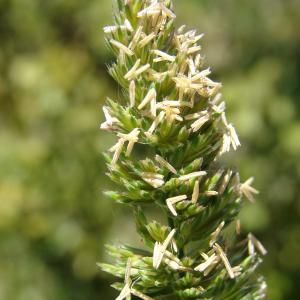 Photographie n°191489 du taxon Dactylis glomerata L.