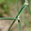  Paul Fabre - Dactylis glomerata L.