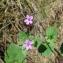  Paul Fabre - Erodium malacoides (L.) L'Hér.