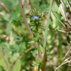 Photographie n°191537 du taxon Veronica arvensis L. [1753]