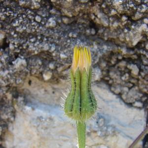 Photographie n°191538 du taxon Urospermum picroides (L.) Scop. ex F.W.Schmidt [1795]