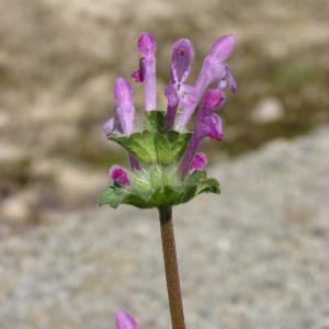 Photographie n°191542 du taxon Lamium amplexicaule L.