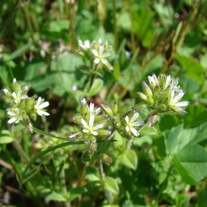 Photographie n°191543 du taxon Cerastium glomeratum Thuill. [1799]