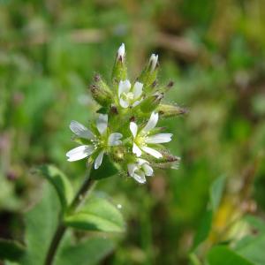 Photographie n°191546 du taxon Cerastium glomeratum Thuill. [1799]