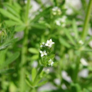 Photographie n°191548 du taxon Galium aparine L. [1753]