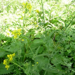 Photographie n°191555 du taxon Brassica rapa var. campestris (L.) W.D.J.Koch [1844]