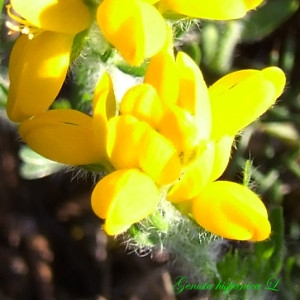Photographie n°191560 du taxon Genista hispanica L. [1753]