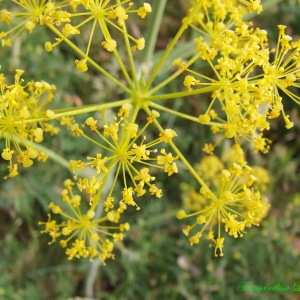 Photographie n°191565 du taxon Thapsia villosa L. [1753]