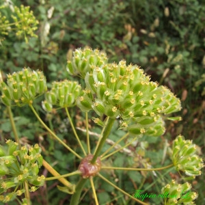  - Thapsia villosa L. [1753]