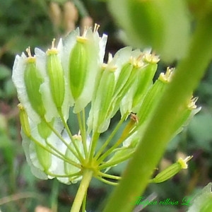  - Thapsia villosa L. [1753]