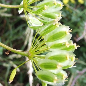  - Thapsia villosa L. [1753]